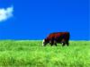 Cow_Background.JPG