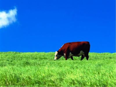 Cow Background