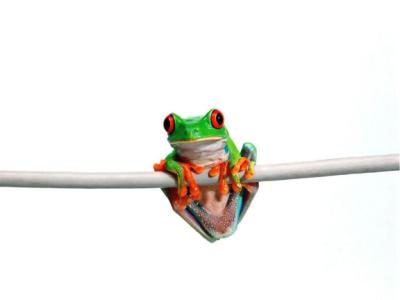 Frog Background 1