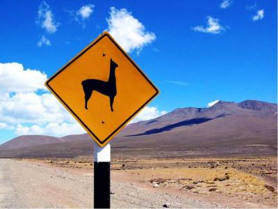 Llama crossing